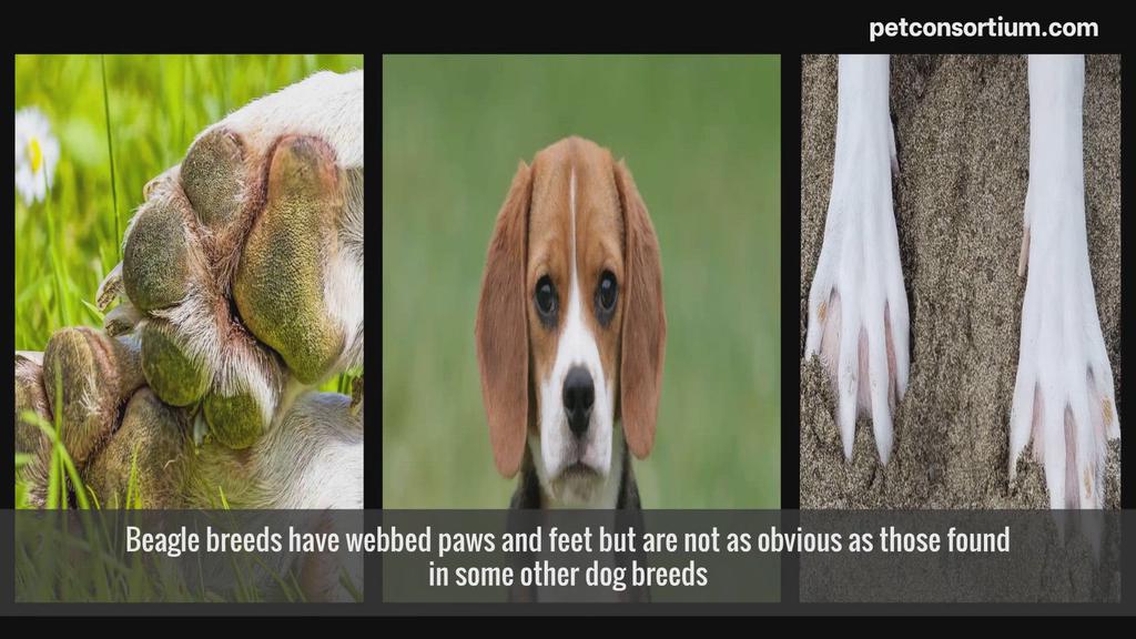 'Video thumbnail for Do beagles have webbed feet'