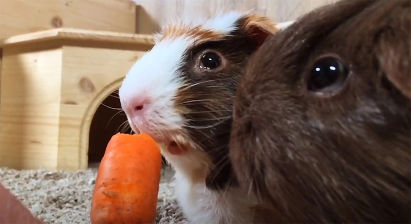 Are carrots good for guinea pigs