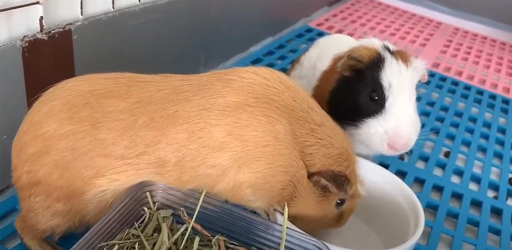 Can guinea pigs eat blueberries