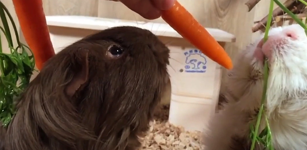 Can guinea pigs eat carrots