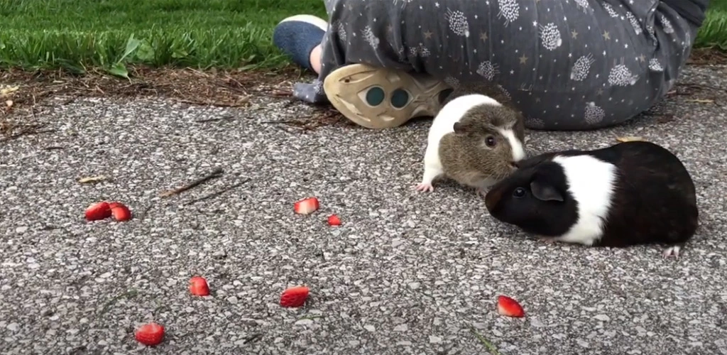 Can guinea pigs eat radishes