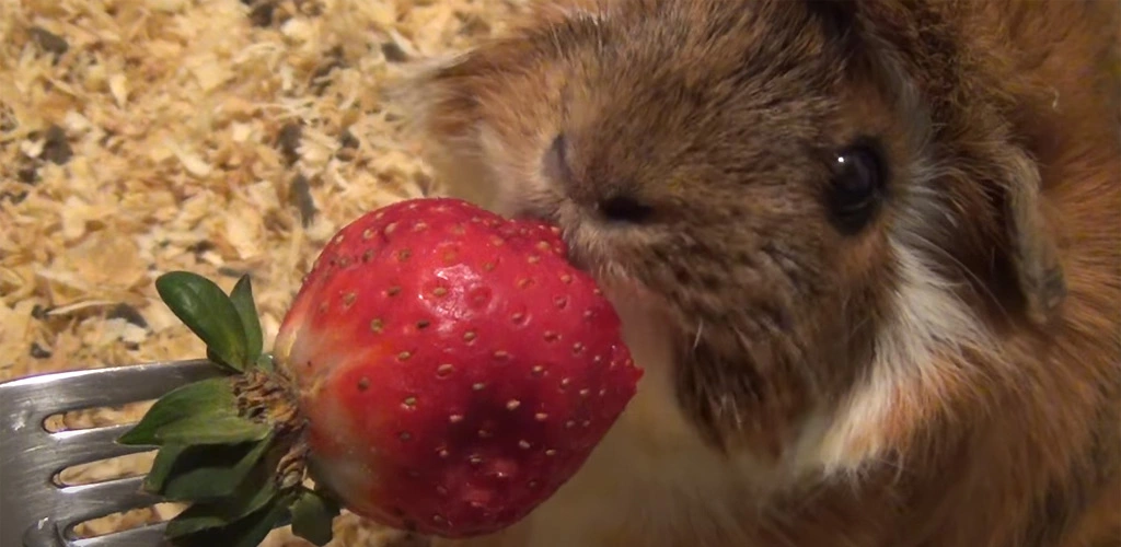 Can guinea pigs eat strawberries