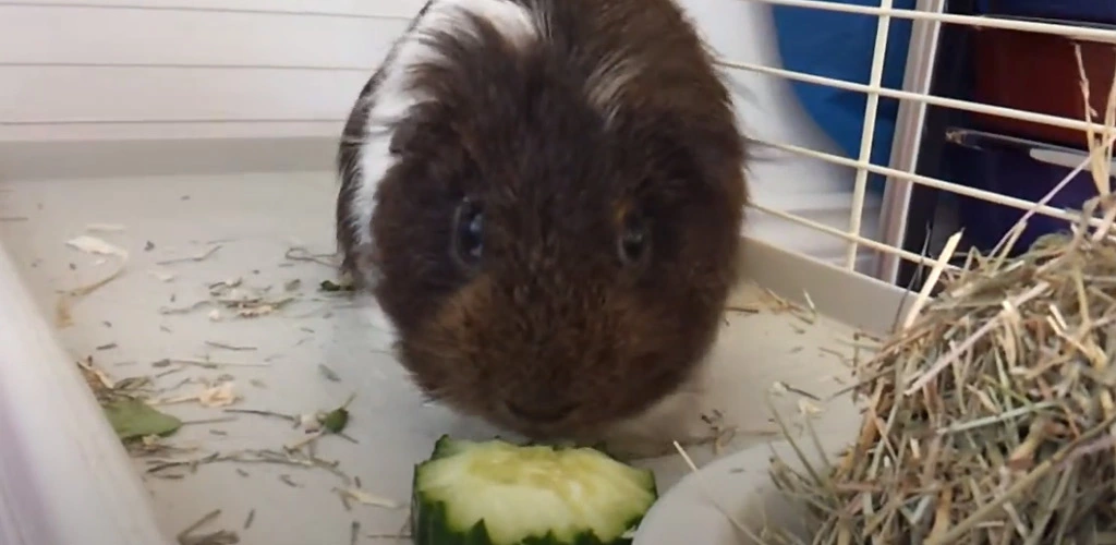 Can guinea pigs eat zucchini