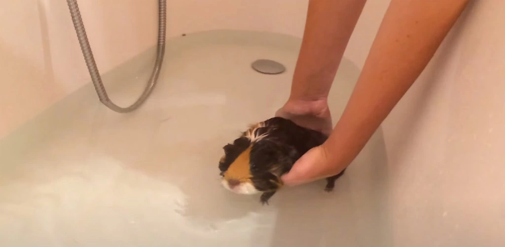 Can guinea pigs swim