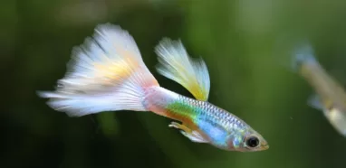 Can guppies live in cold water