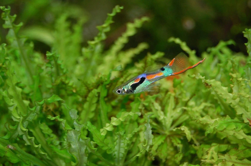 Can guppies live without a heater