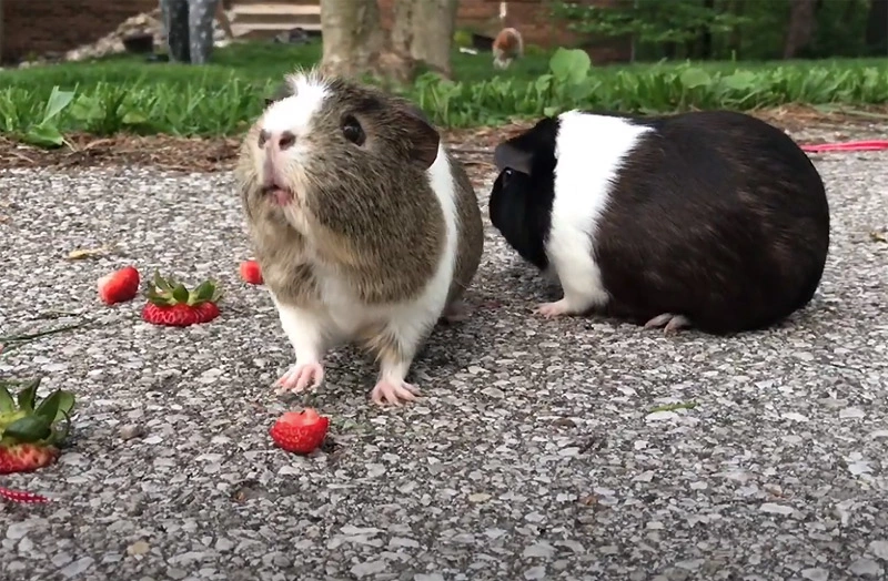 Do guinea pigs like radish and radish leaves