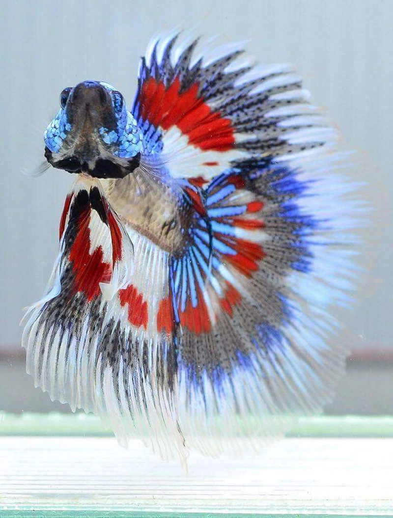 How often do you feed a betta fish