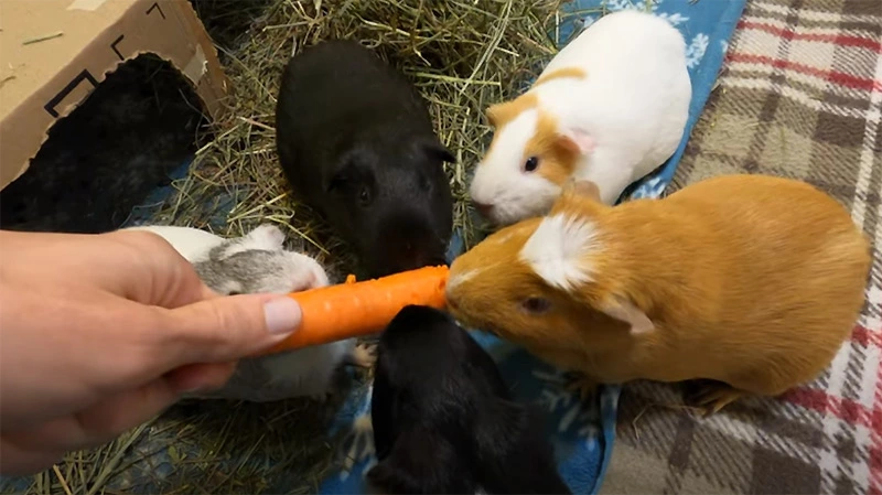 How often should I feed my guinea pig with a carrot