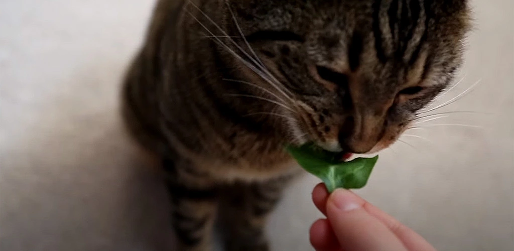 Can cats eat spinach