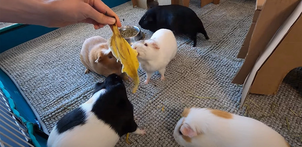 Can guinea pigs eat bananas