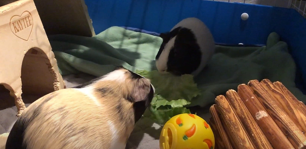 Can guinea pigs eat cabbage