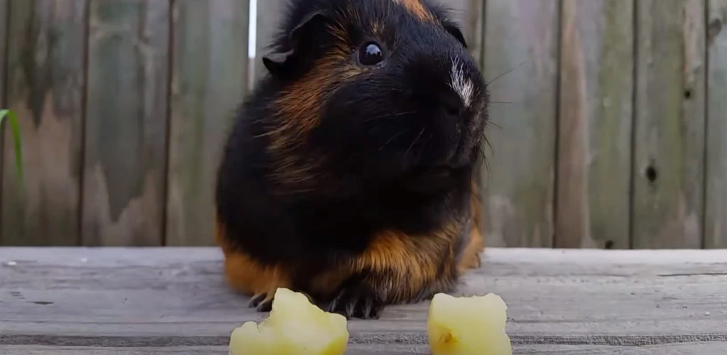 Can guinea pigs eat pineapple