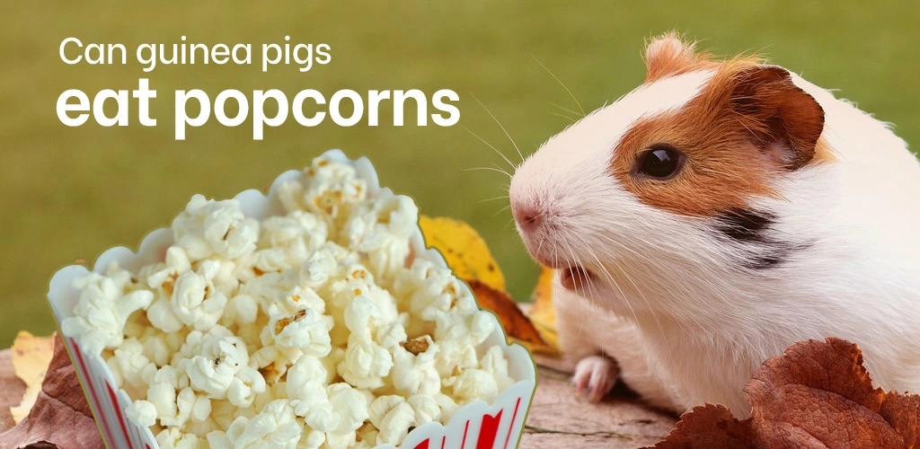 Can guinea pigs eat popcorns