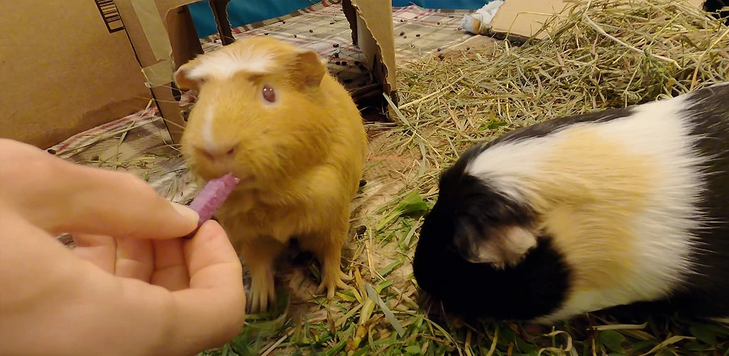 Can guinea pigs eat potatoes