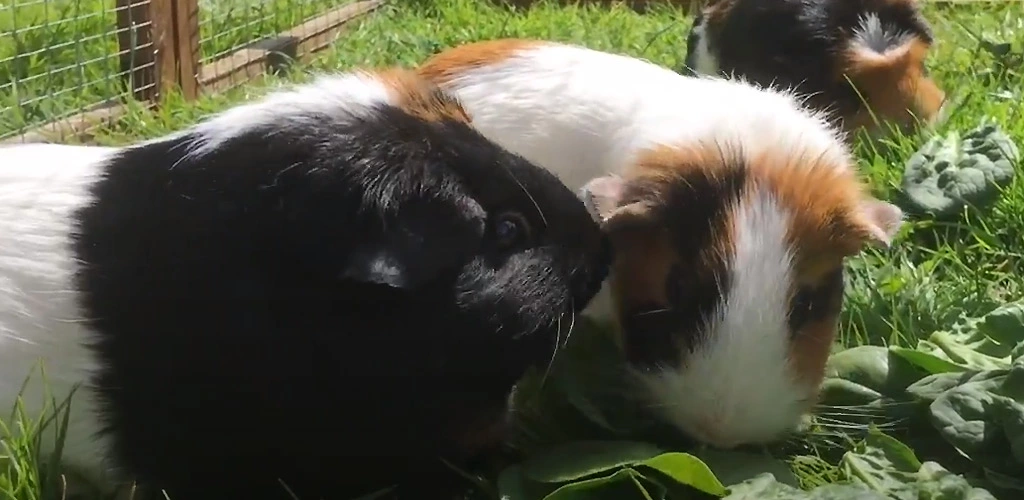 Can guinea pigs eat spinach