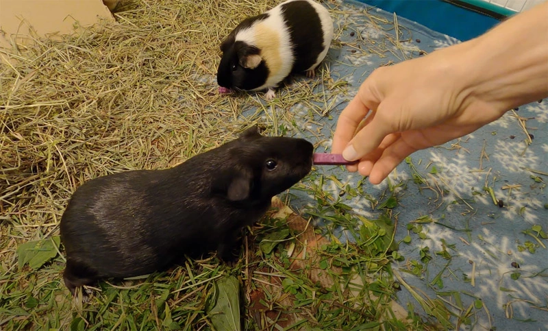 Can guinea pigs eat sweet potatoes