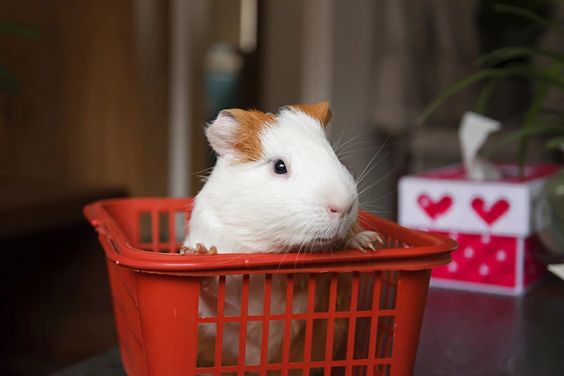 Can guinea pigs have pears