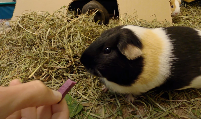 Can guinea pigs have potatoes