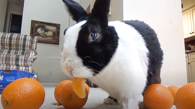 Can pet rabbits eat oranges