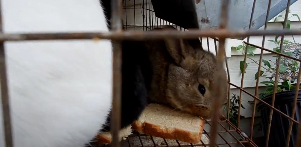 Can rabbits eat bread