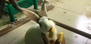 Can rabbits eat pineapple leaves, weed, mint, sage or peel?
