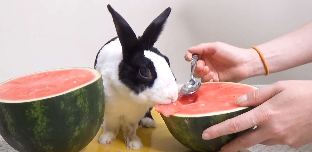 Can rabbits eat watermelon