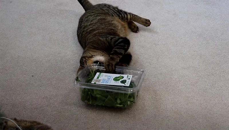 Can you give cats spinach
