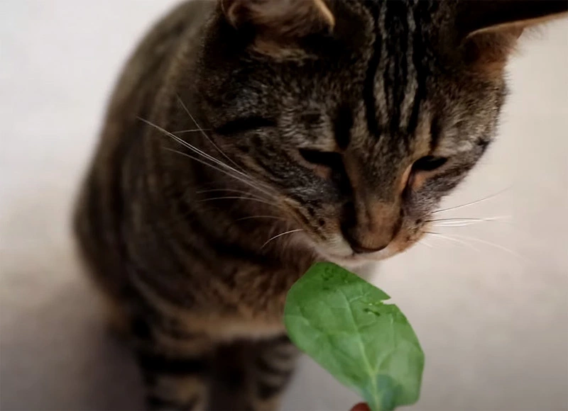 How much spinach can cats eat