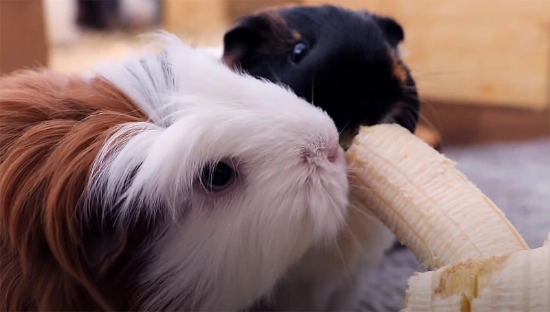 How to give bananas to guinea pigs