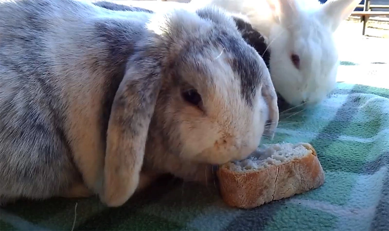 Is bread good for rabbits
