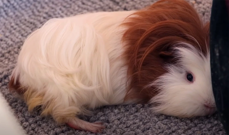 Is your guinea pig afraid