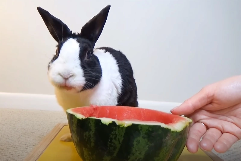 When to give watermelon to your rabbits