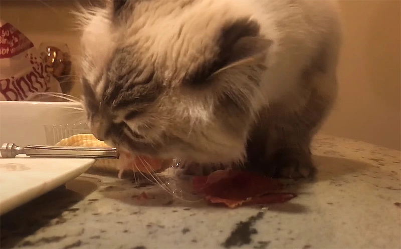 Why cats can't have a lot of salami