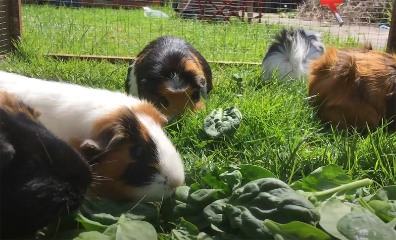 Why should you give spinach to your guinea pigs