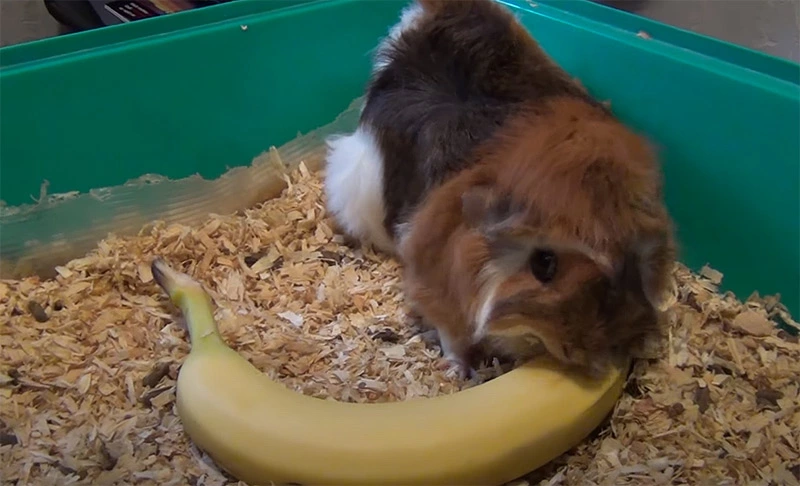 Will guinea pigs love bananas