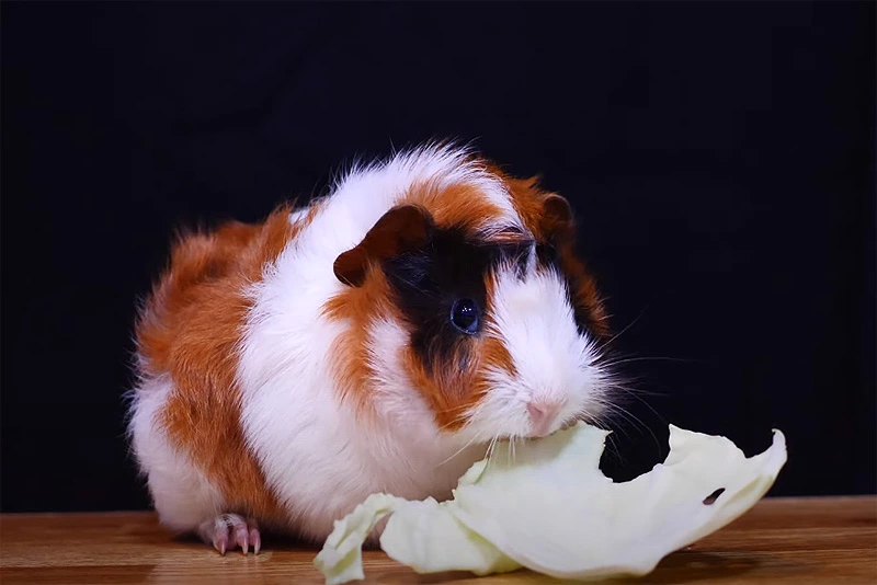 can guinea pigs eat cabbage everyday