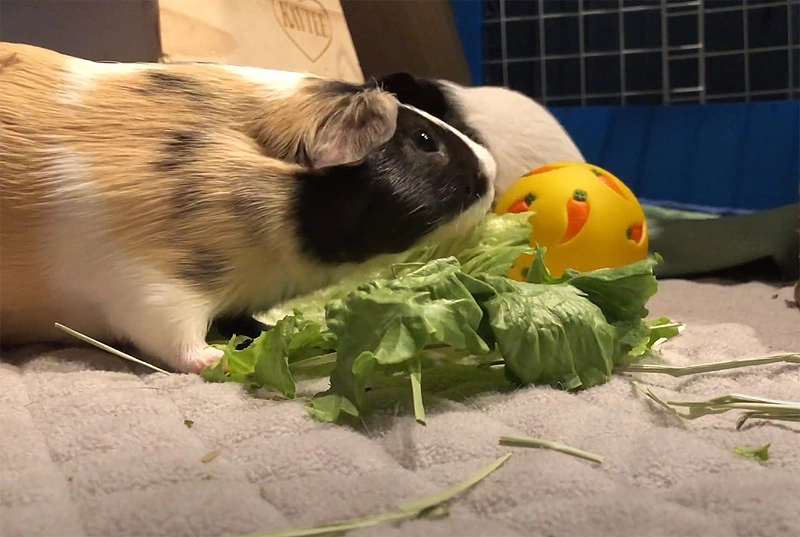 can guinea pigs eat cabbage leaves