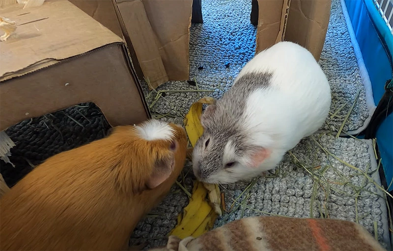 how often can guinea pigs eat bananas