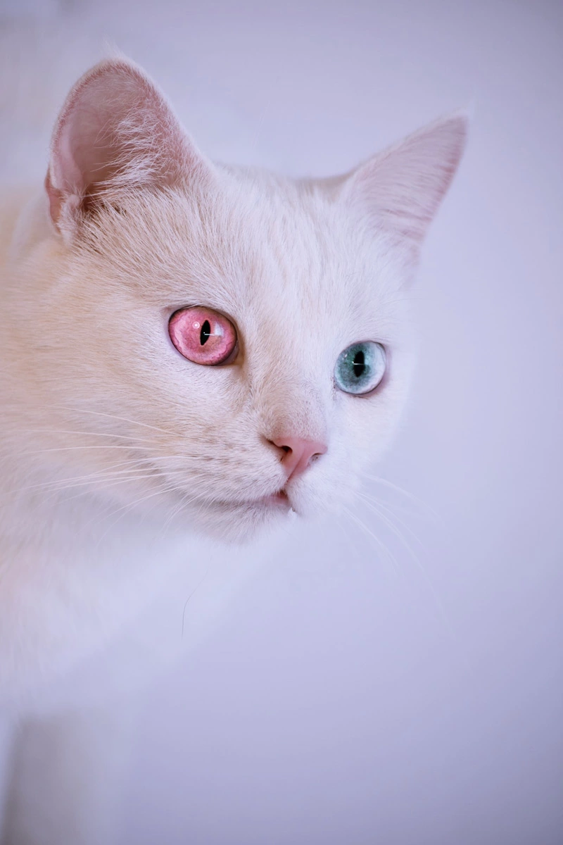 Can Cat Eyes Have Two Colors in the Same Eye