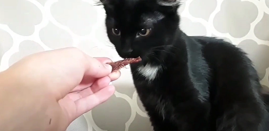 Can cats eat beef jerky