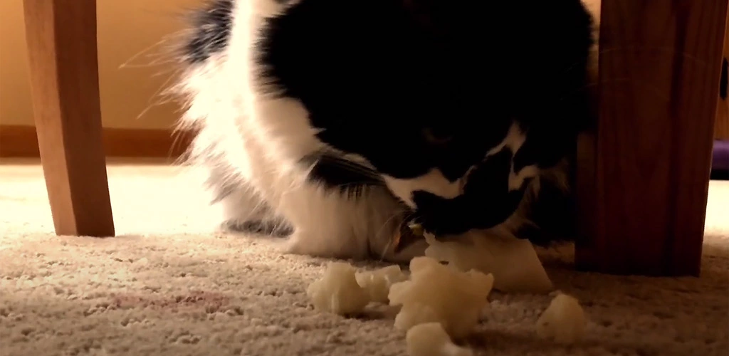 Can cats eat cauliflower