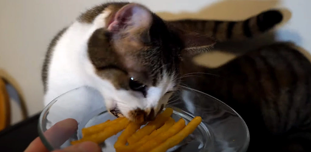 Can cats eat french fries