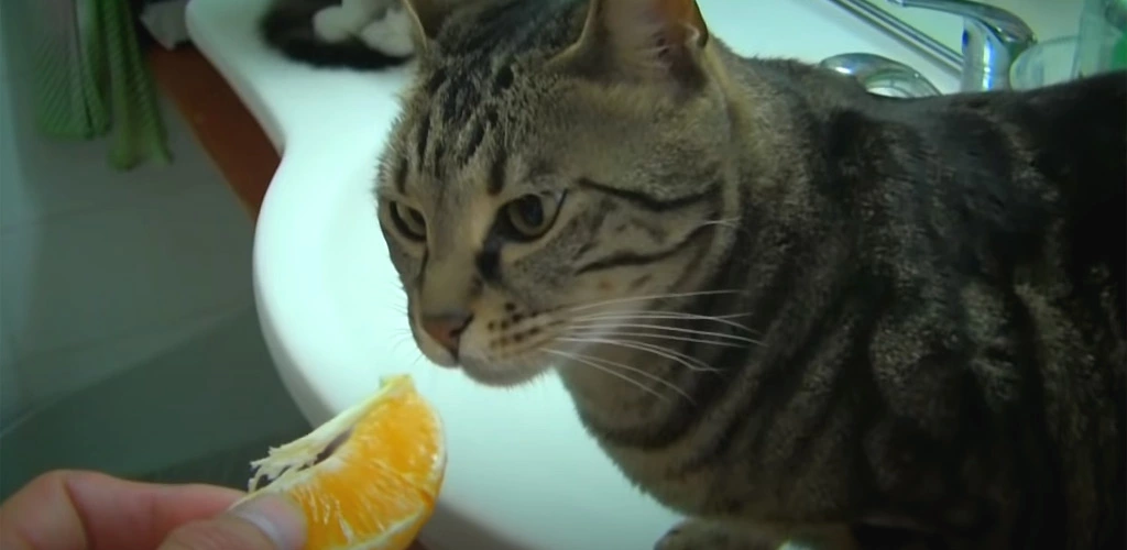 Can cats eat oranges