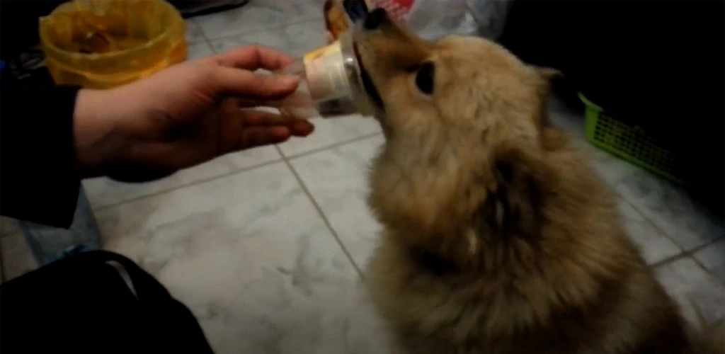 Can dogs eat caramel