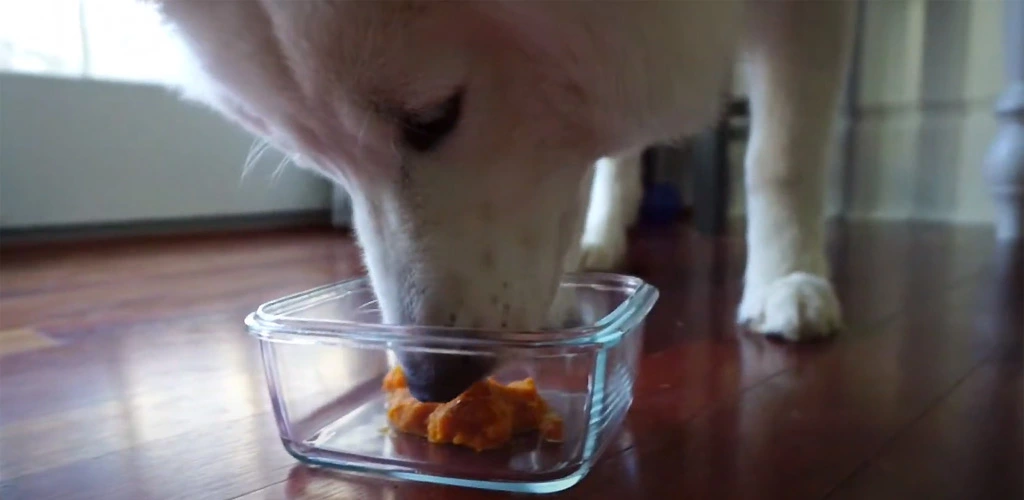 Can dogs eat pumpkin pie