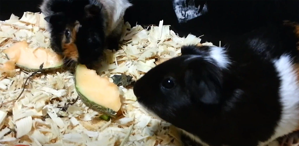 Can guinea pigs eat cantaloupe