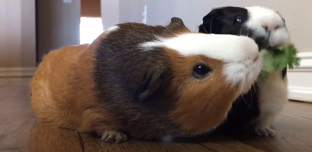 Can guinea pigs eat cilantro