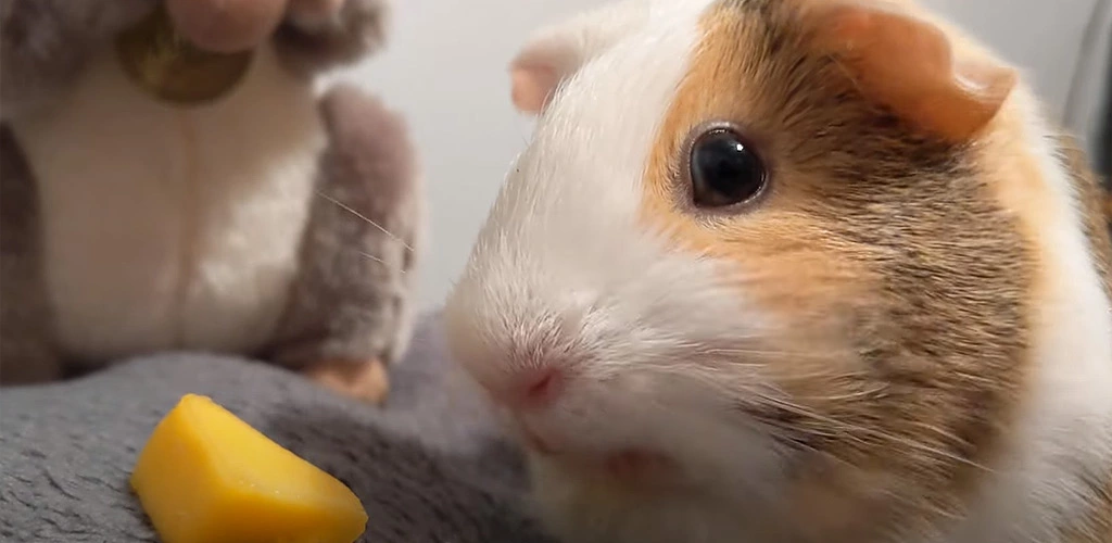 Can guinea pigs eat mango