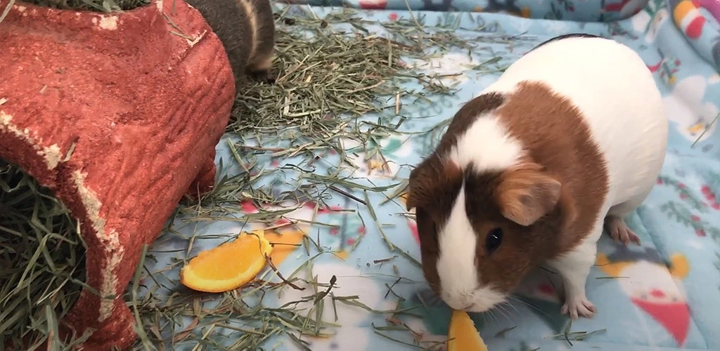 Can guinea pigs eat oranges